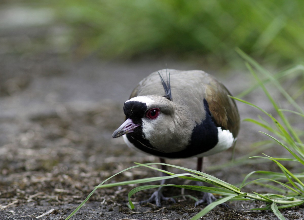 Southern Lapwing (cayennensis) - ML645843337