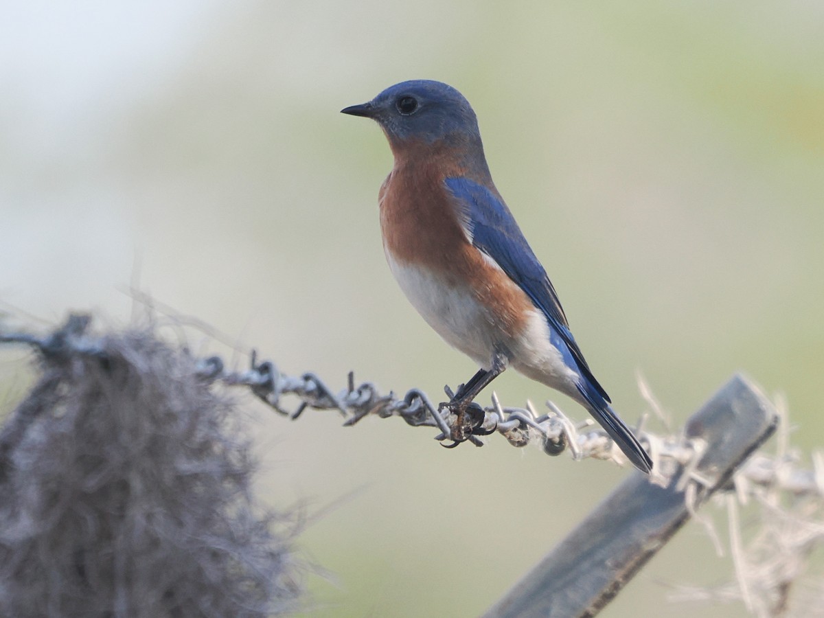 Eastern Bluebird - ML645843339