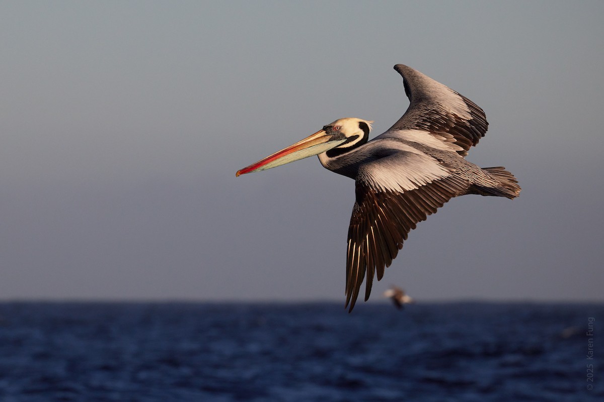 Peruvian Pelican - ML645843340