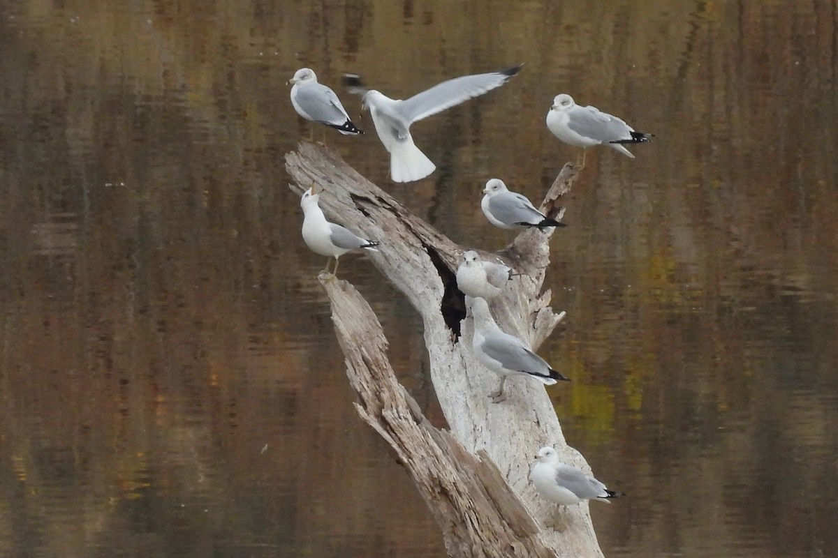 Ring-billed Gull - ML645843341