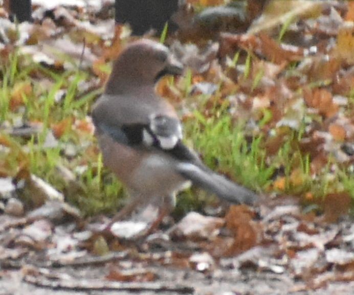 Eurasian Jay - ML645843342