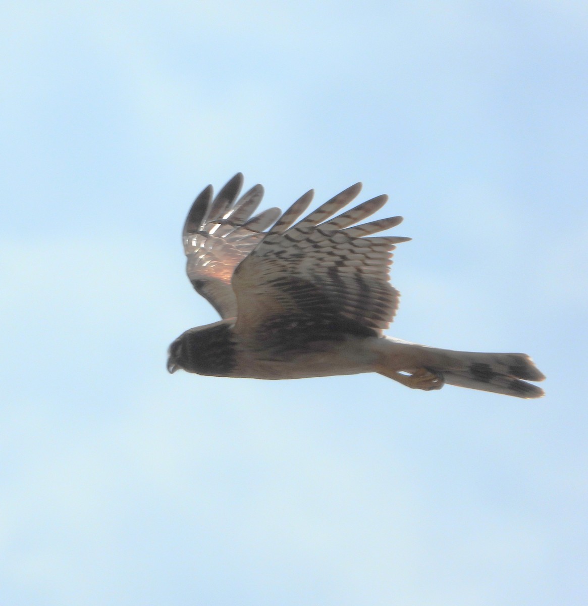 Northern Harrier - ML645843345