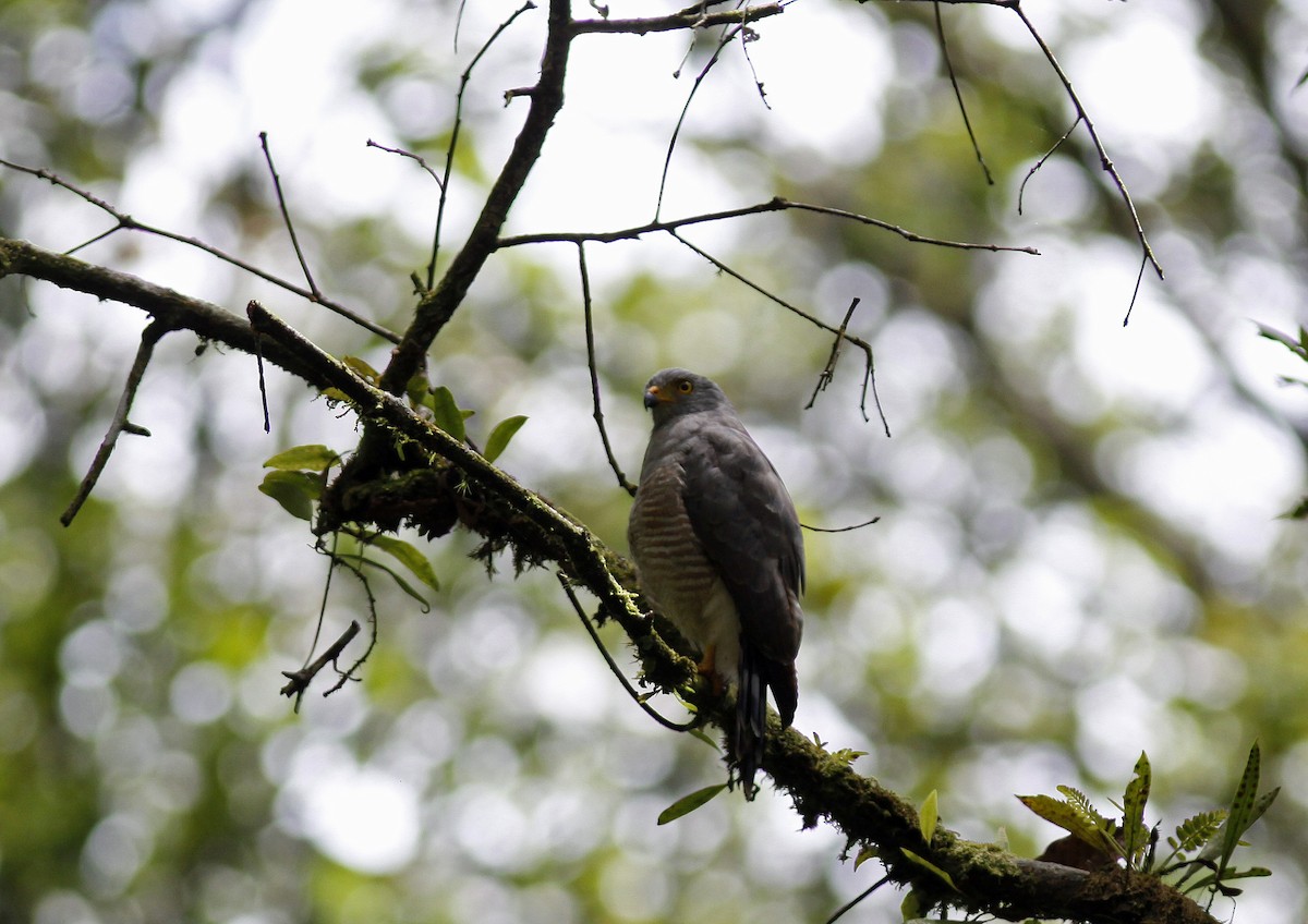 Roadside Hawk (Northern) - ML645843351