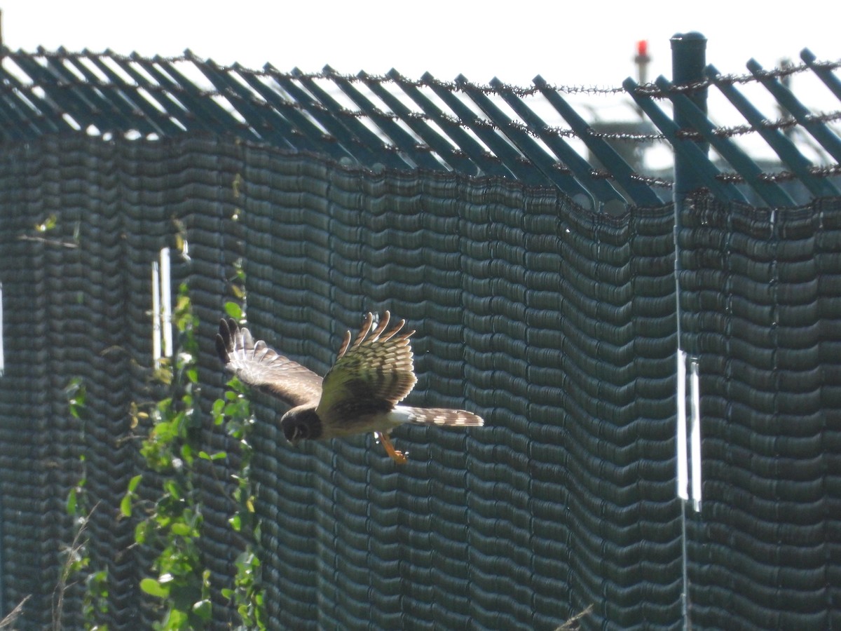 Лунь американський - ML645843355