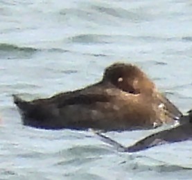 Greater Scaup - ML645843359