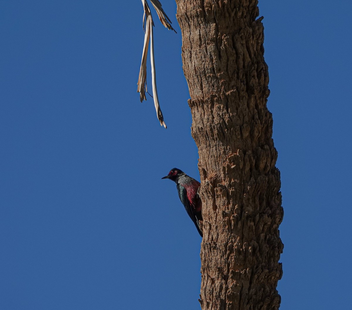 Blutgesichtspecht - ML645843366