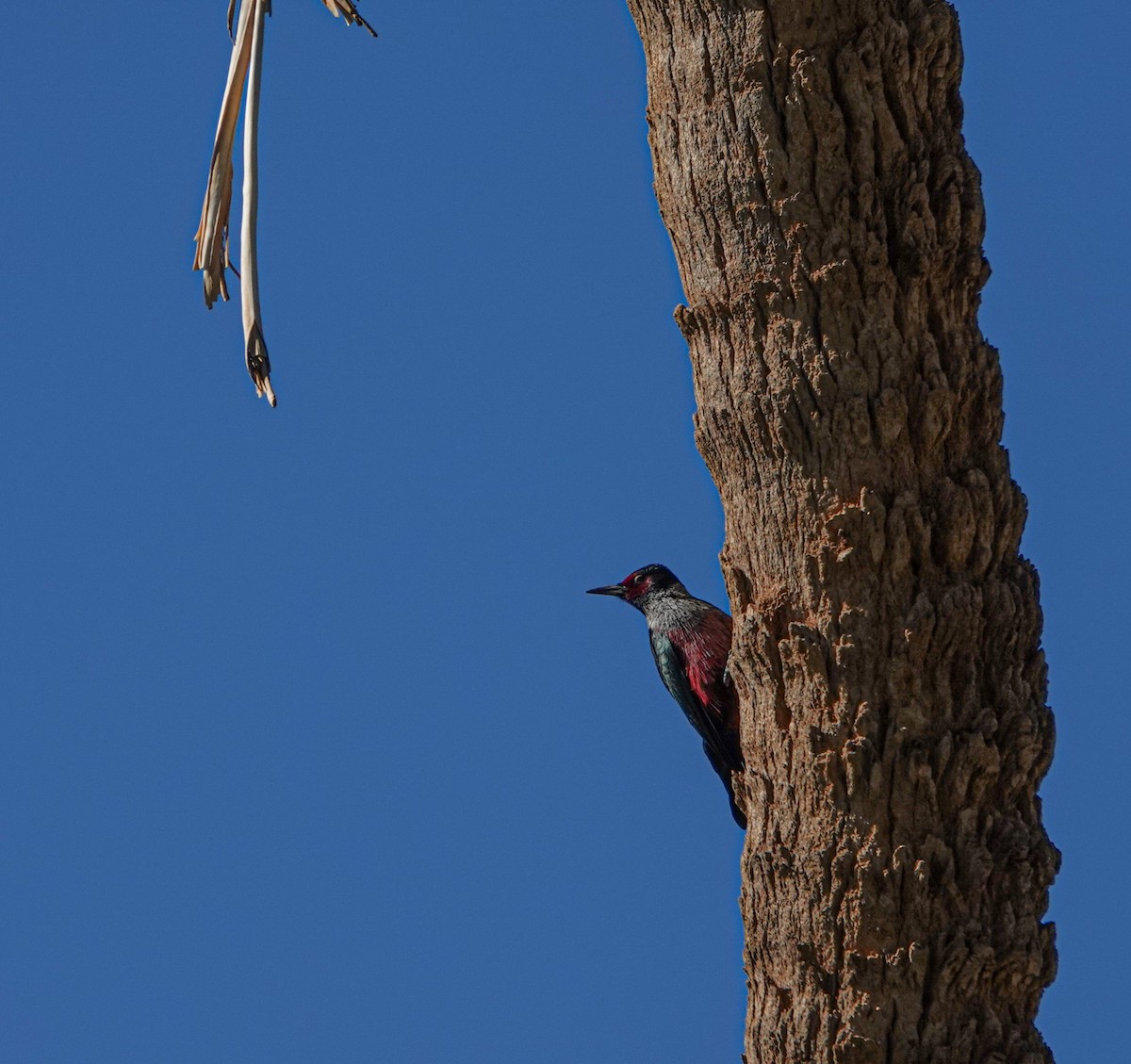 Blutgesichtspecht - ML645843367