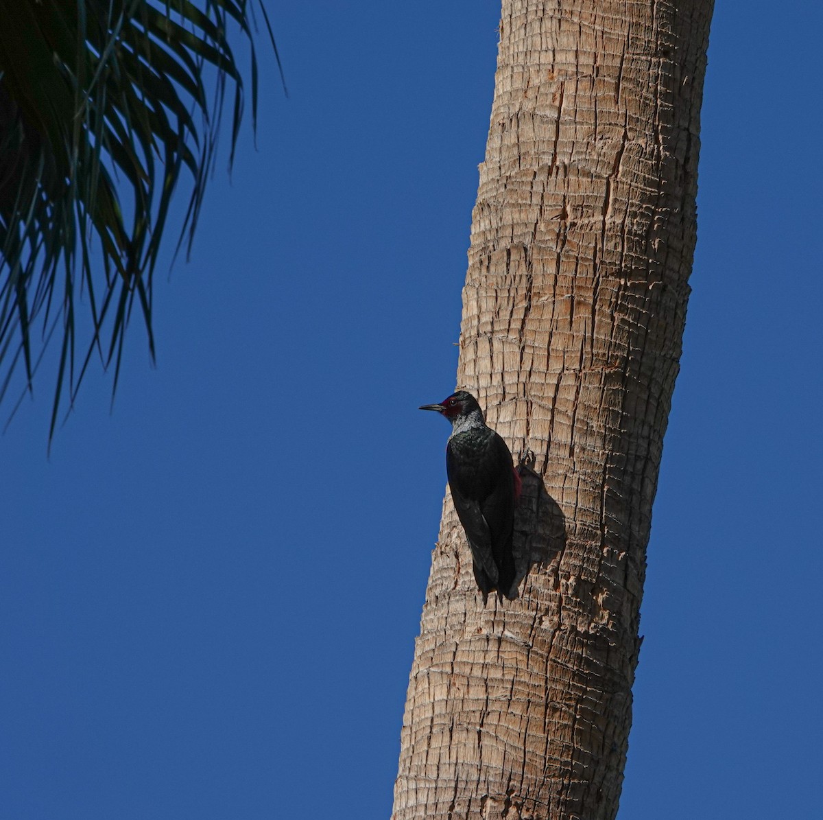 Blutgesichtspecht - ML645843368