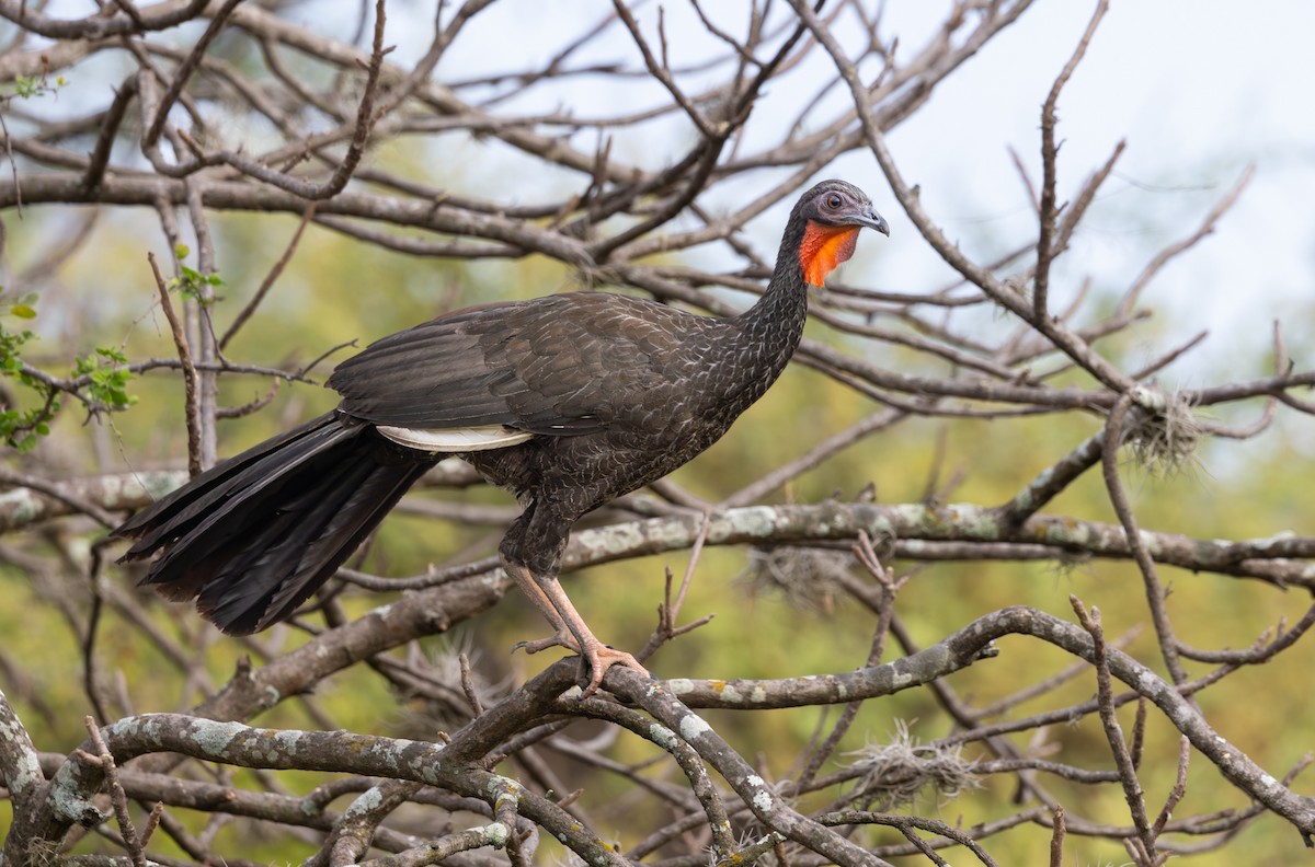 White-winged Guan - ML645843374