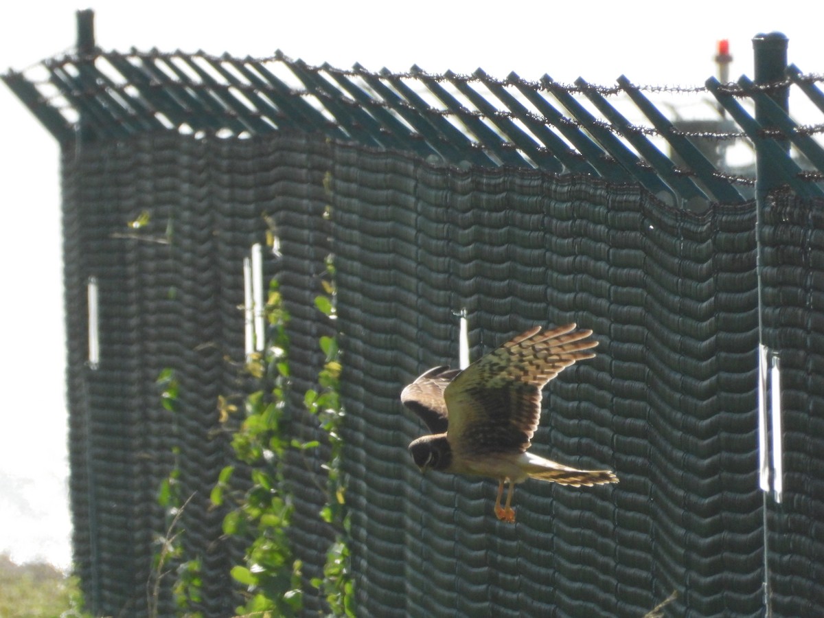 Лунь американський - ML645843375