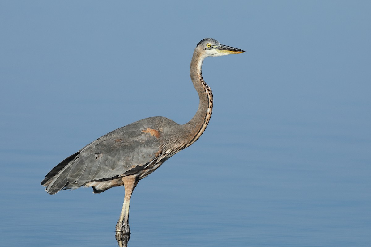 Great Blue Heron - ML645843376
