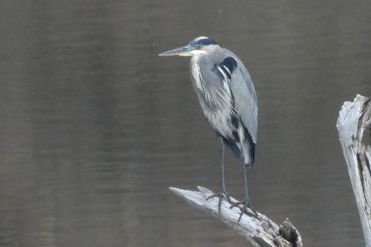 Great Blue Heron - ML645843380