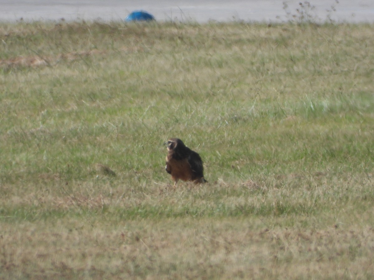 Лунь американський - ML645843381