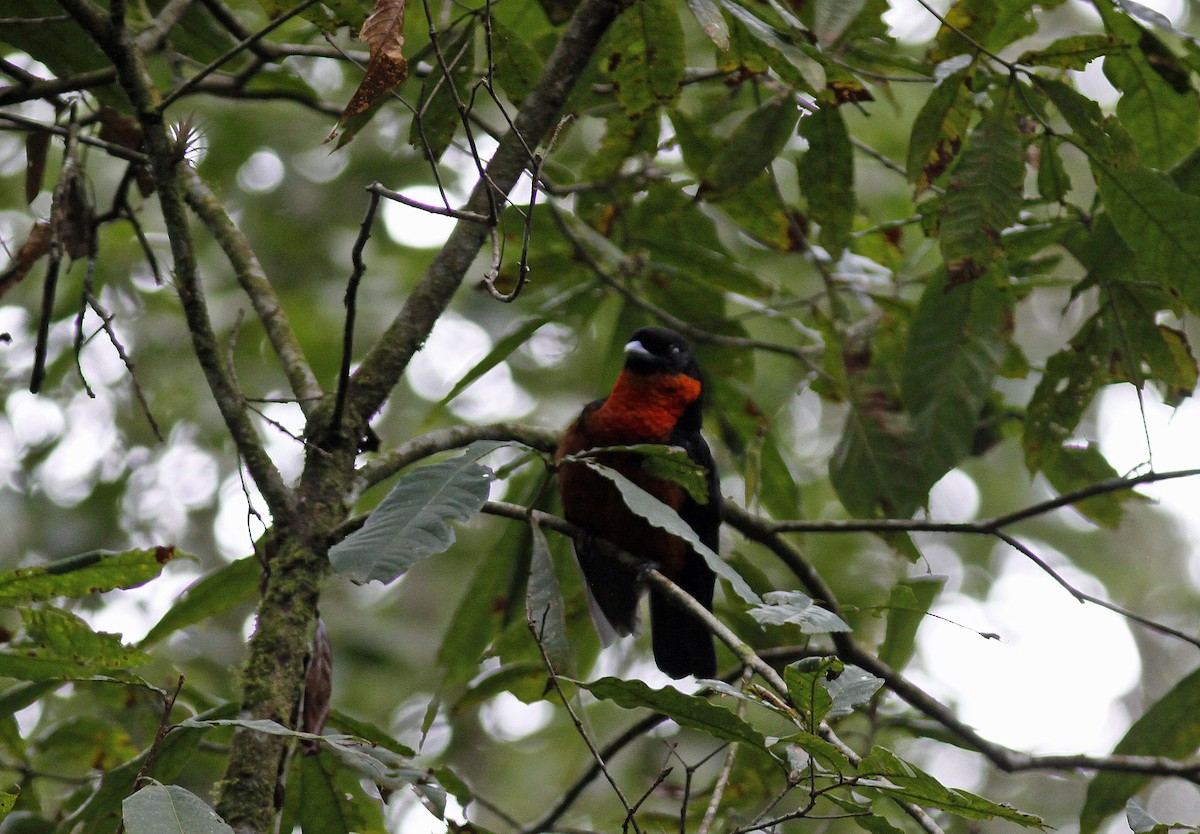 Red-ruffed Fruitcrow - ML645843387