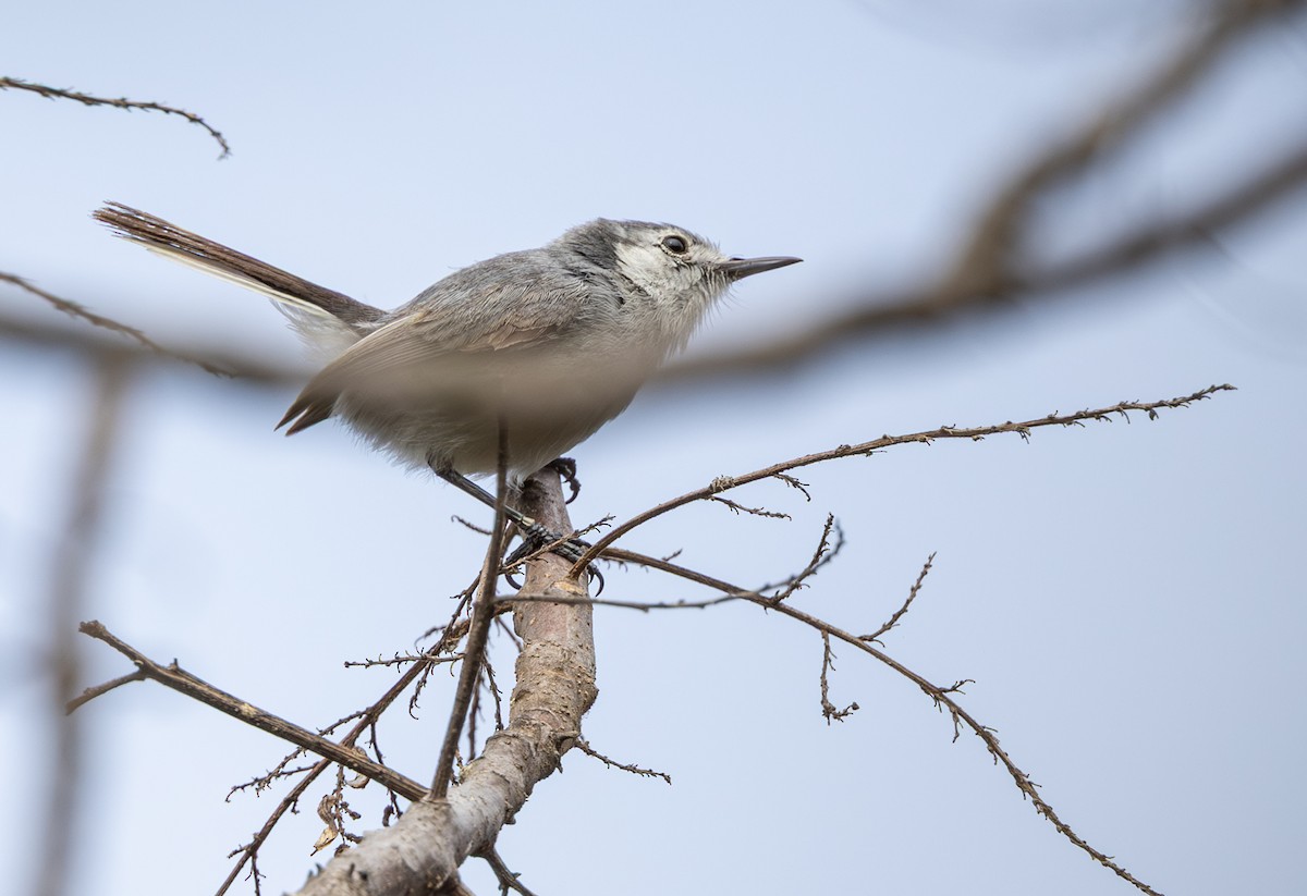 White-browed Gnatcatcher - ML645843410