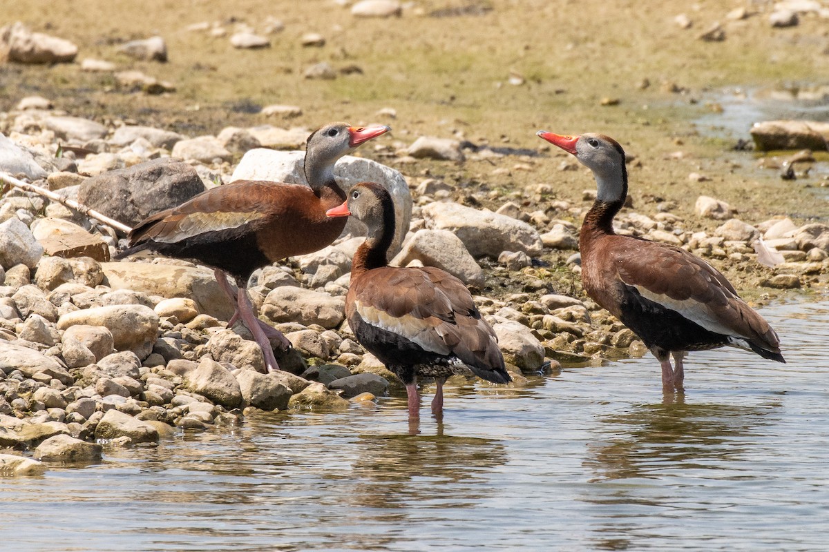 Black-bellied Whistling-Duck - ML645843413