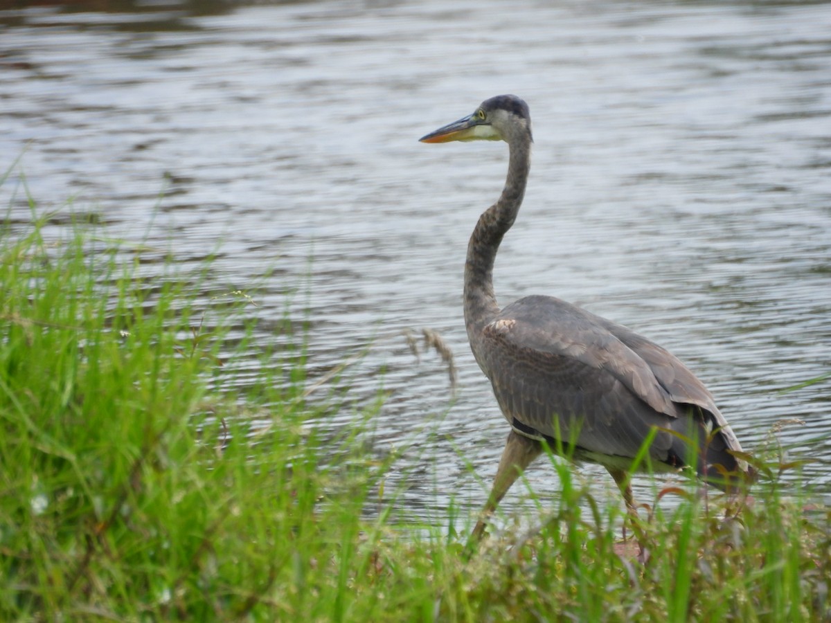 Cocoi Heron - ML645843414