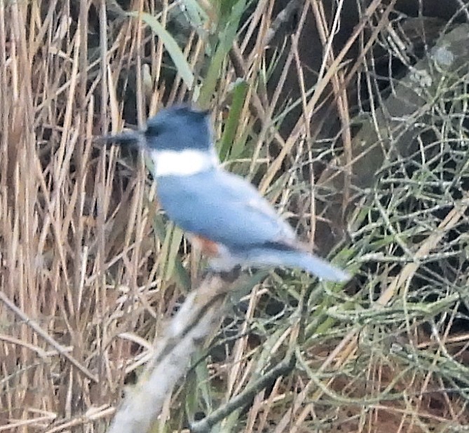 Belted Kingfisher - ML645843415
