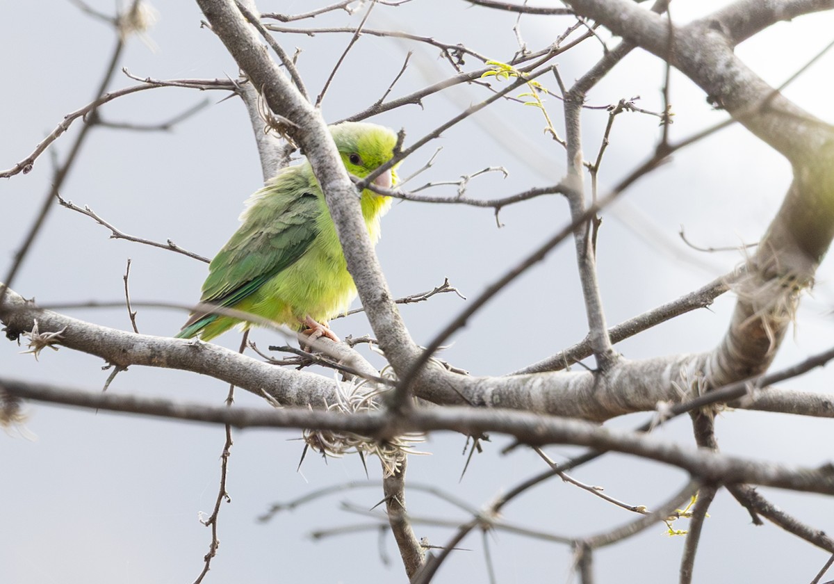 Pacific Parrotlet - ML645843416