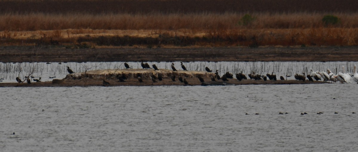 Double-crested Cormorant - ML645843417