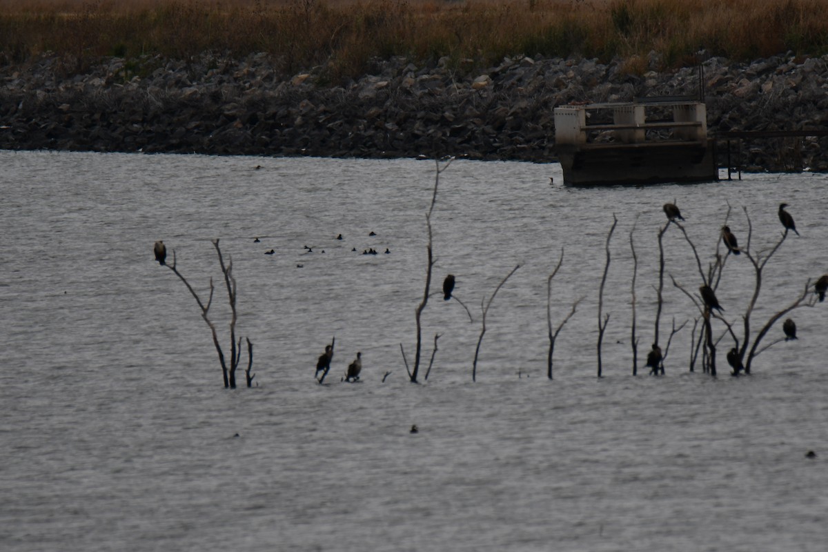 Double-crested Cormorant - ML645843418