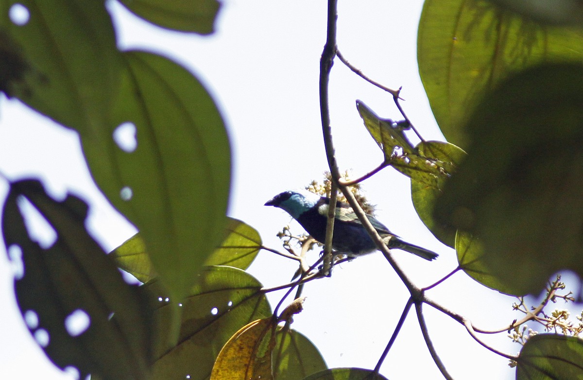 Blue-necked Tanager - ML645843419