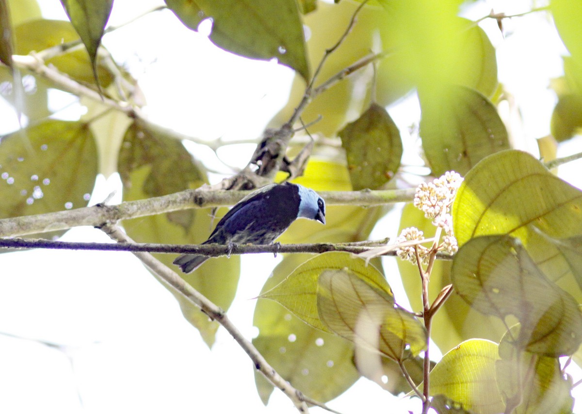 Blue-necked Tanager - ML645843420