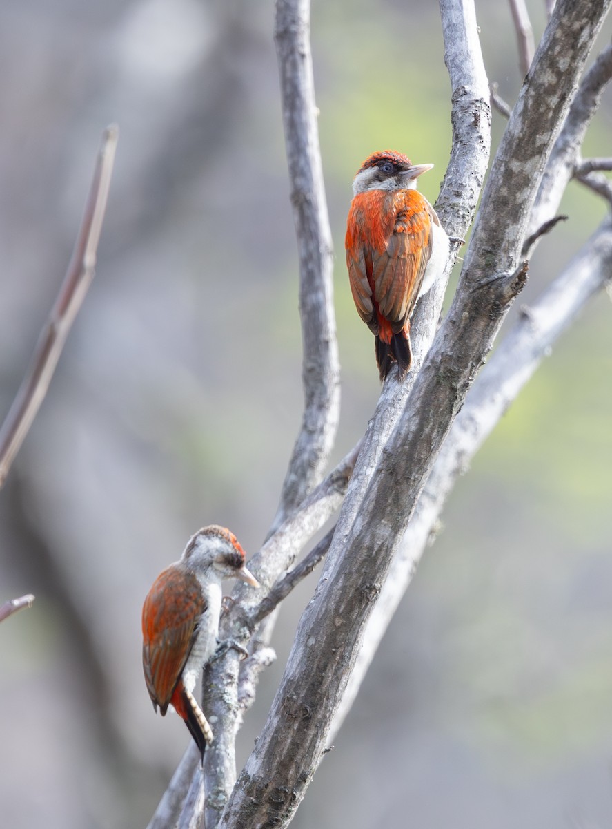 Scarlet-backed Woodpecker - ML645843422