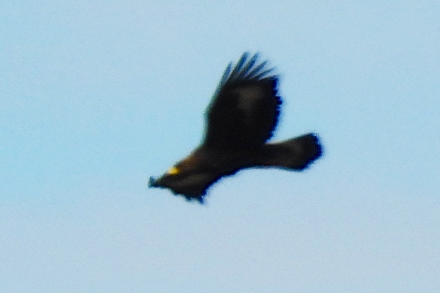Golden Eagle - ML645843423