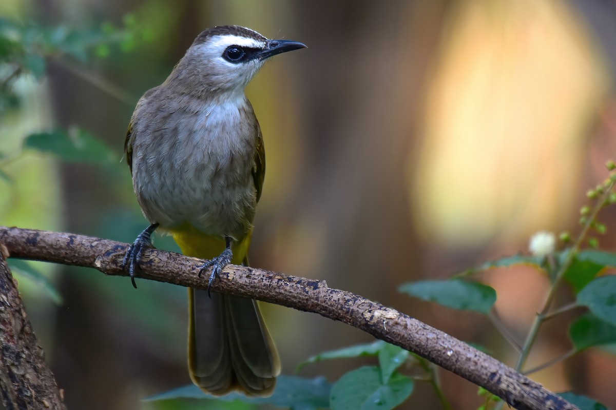 Yellow-vented Bulbul - ML645843424