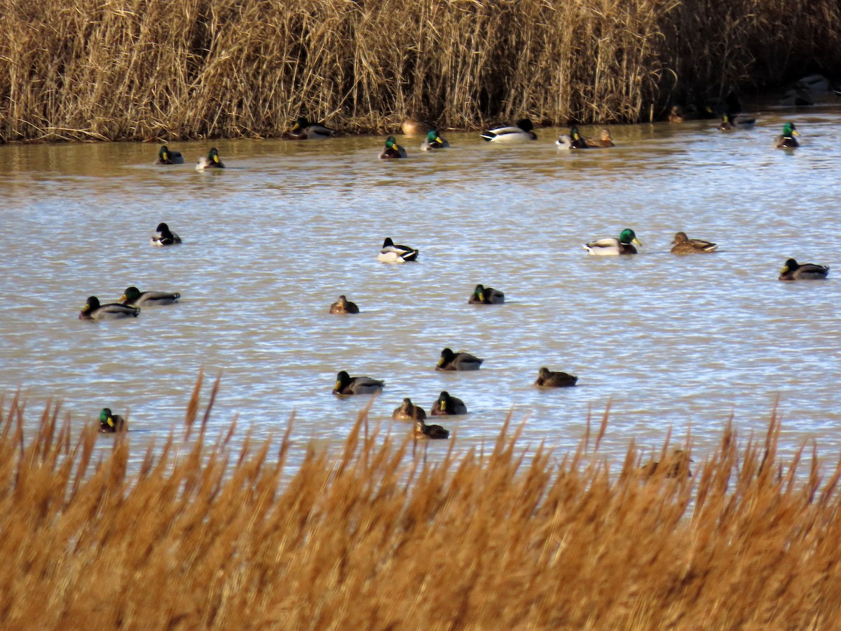 Mallard - ML645843425