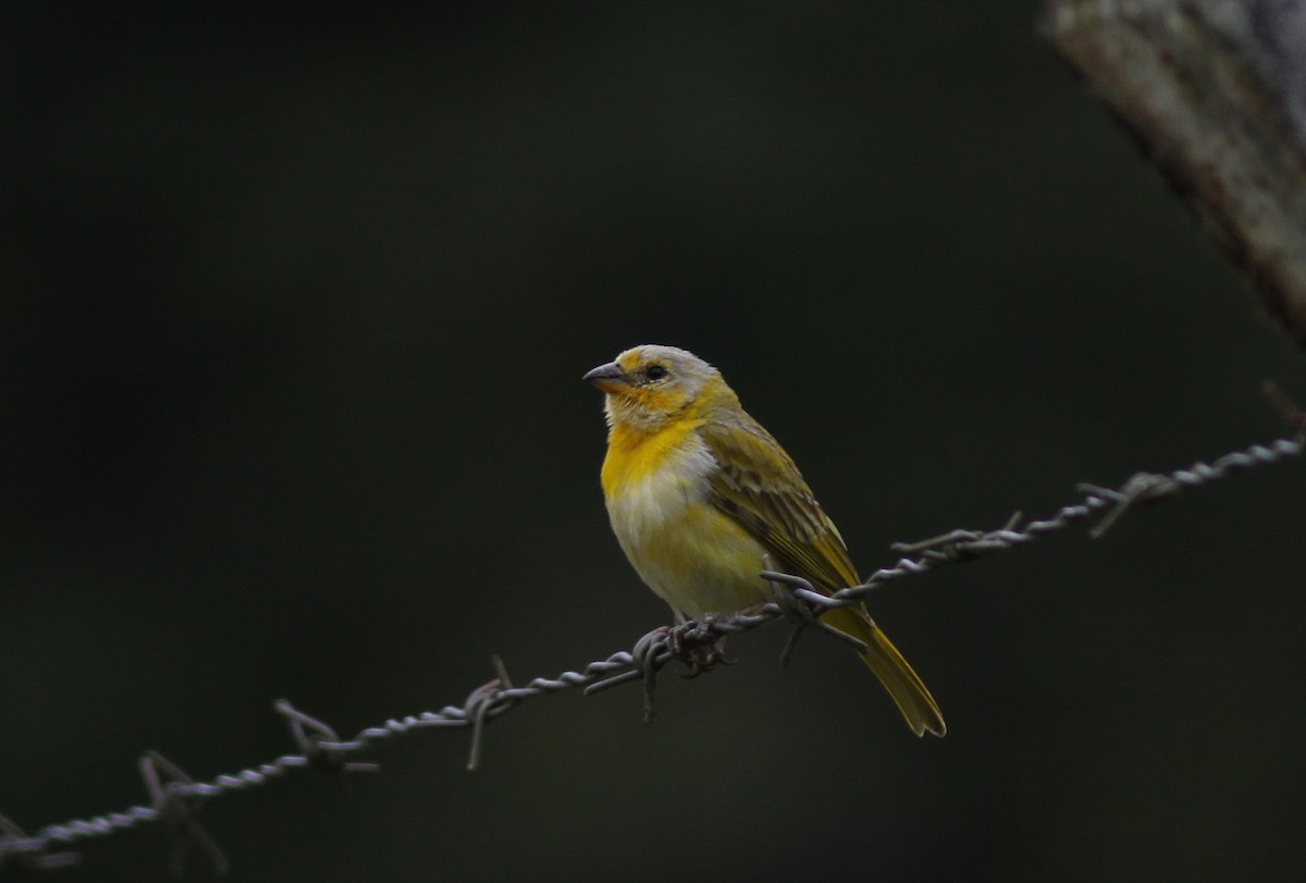Saffron Finch (Saffron) - ML645843427