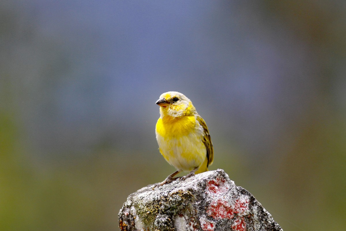 Saffron Finch (Saffron) - ML645843428