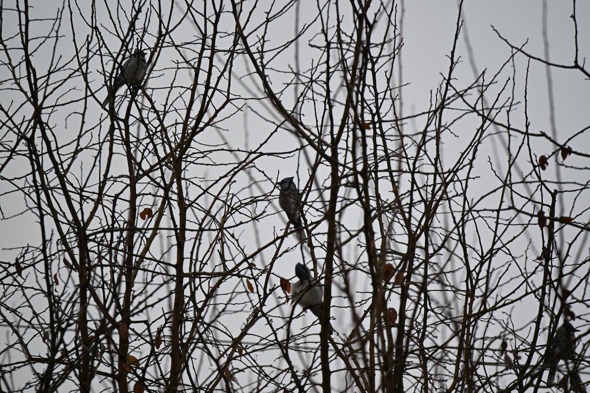 Blue Jay - ML645843429