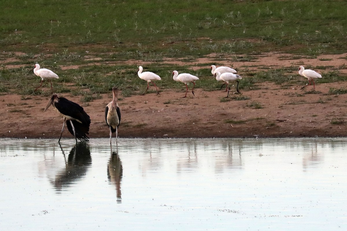 African Spoonbill - ML645843431