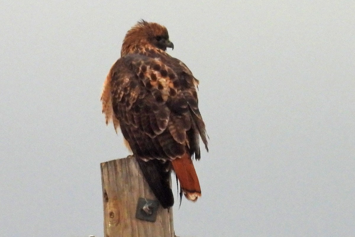 Red-tailed Hawk - ML645843432