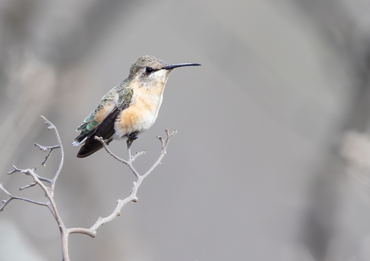 Short-tailed Woodstar - ML645843433