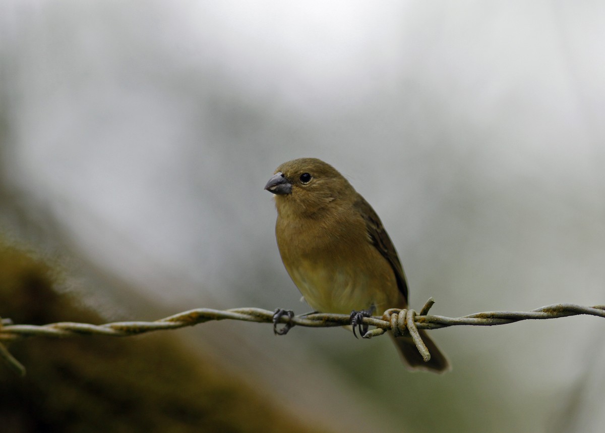 Yellow-bellied Seedeater - ML645843434