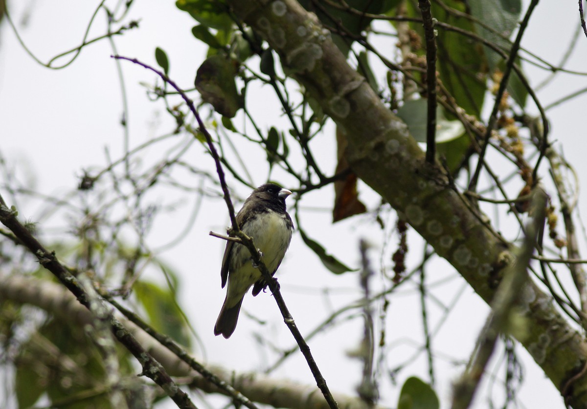 Yellow-bellied Seedeater - ML645843436