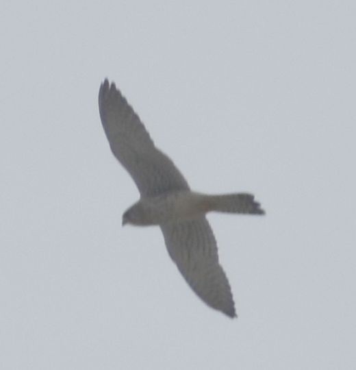 Eurasian Kestrel - ML645843438