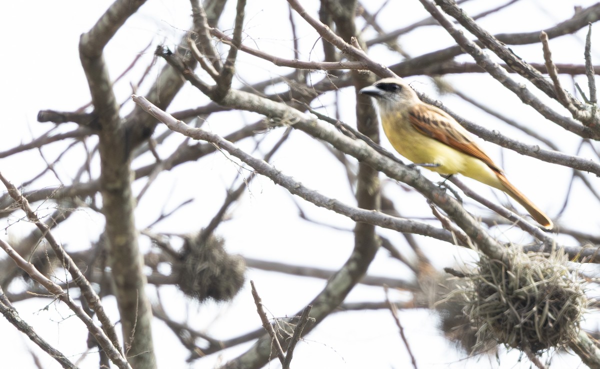 Baird's Flycatcher - ML645843439