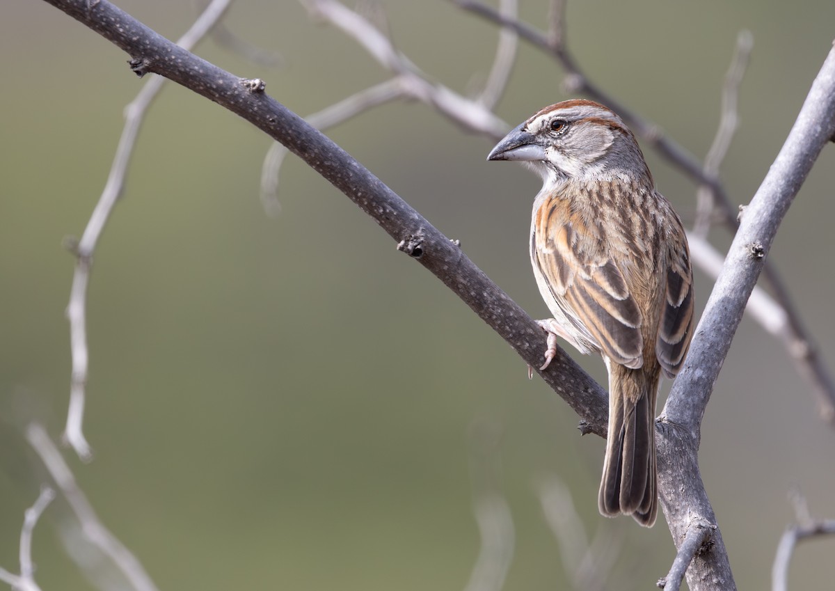 Tumbes Sparrow - ML645843442