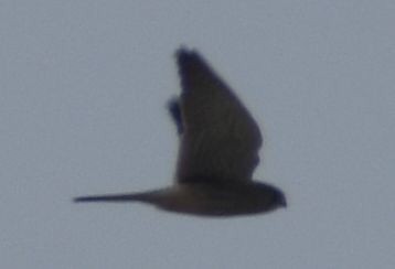 Eurasian Kestrel - ML645843444