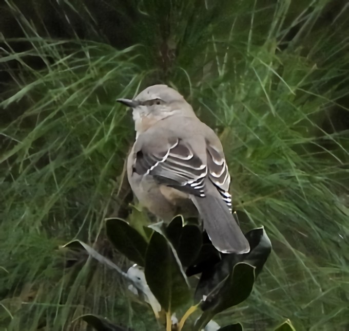 Northern Mockingbird - ML645843448