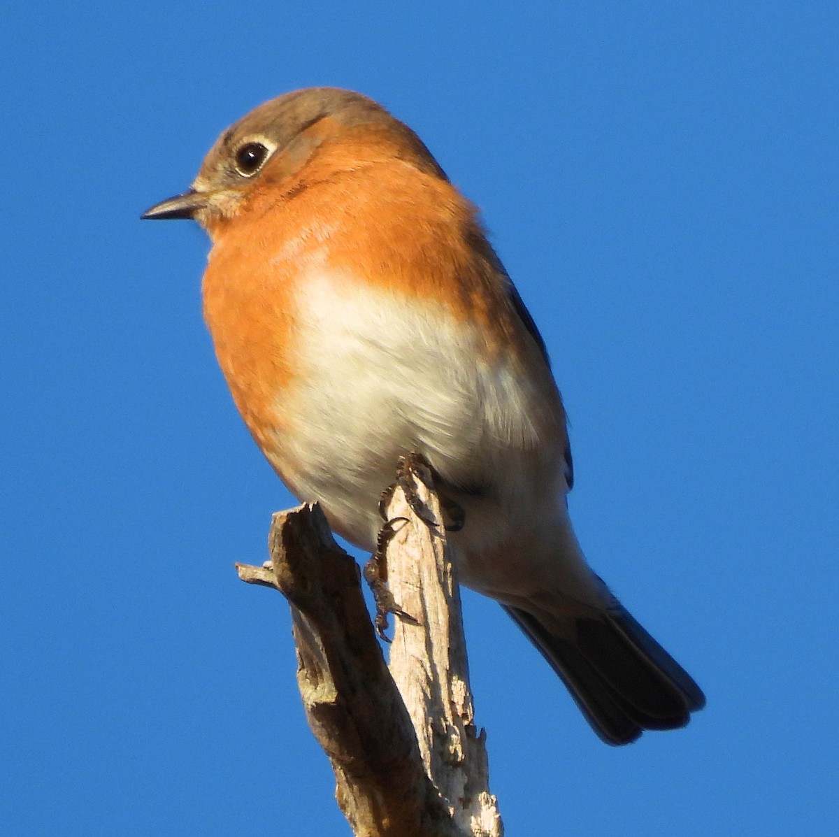 Eastern Bluebird - ML645843455
