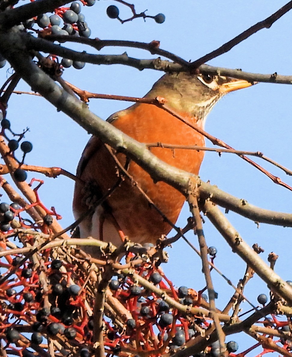 American Robin - ML645843468