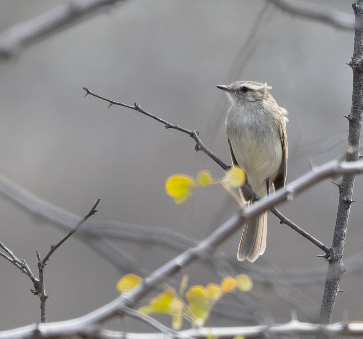 Tumbesian Tyrannulet - ML645843472