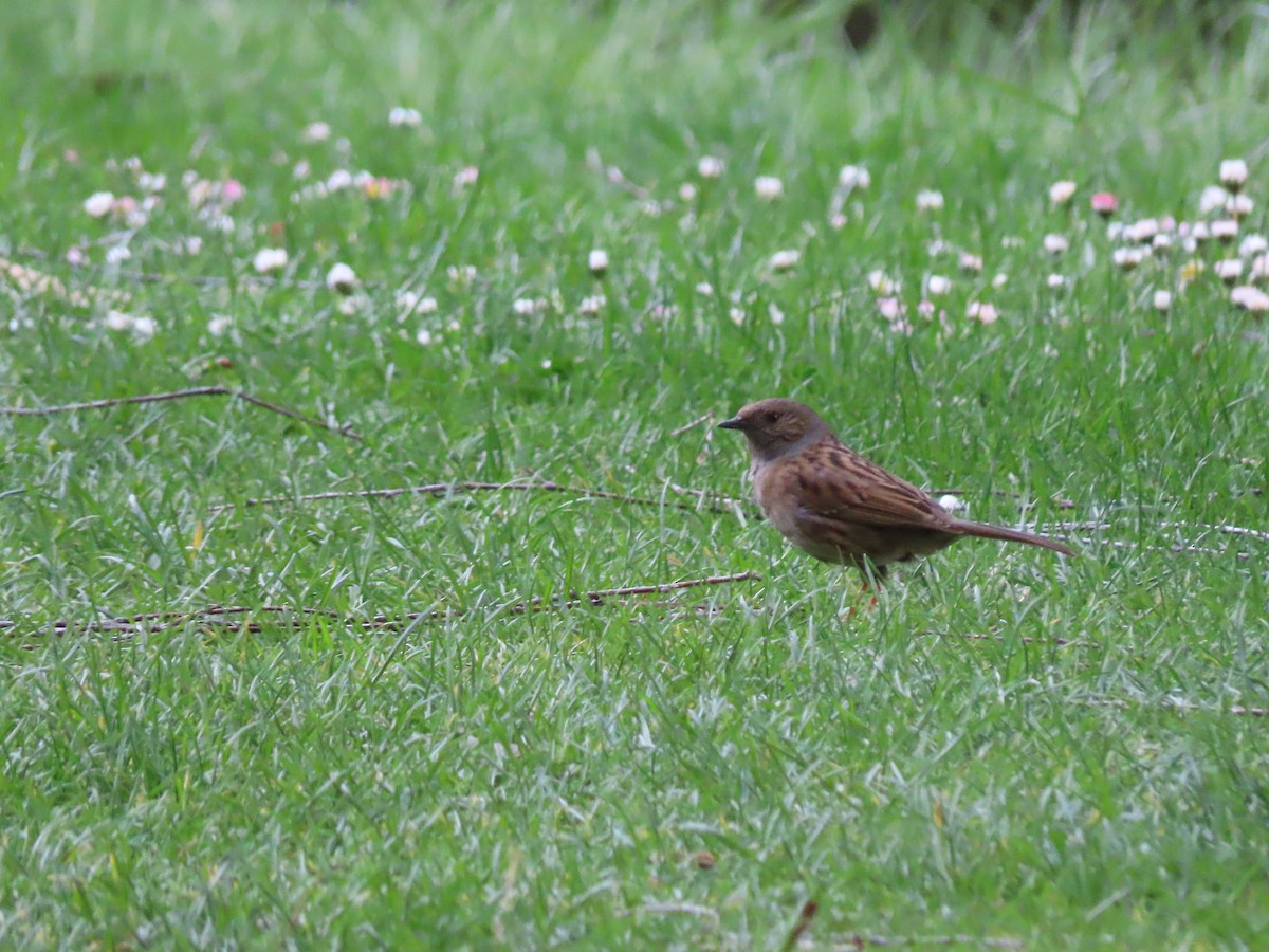 Accenteur mouchet - ML645843473