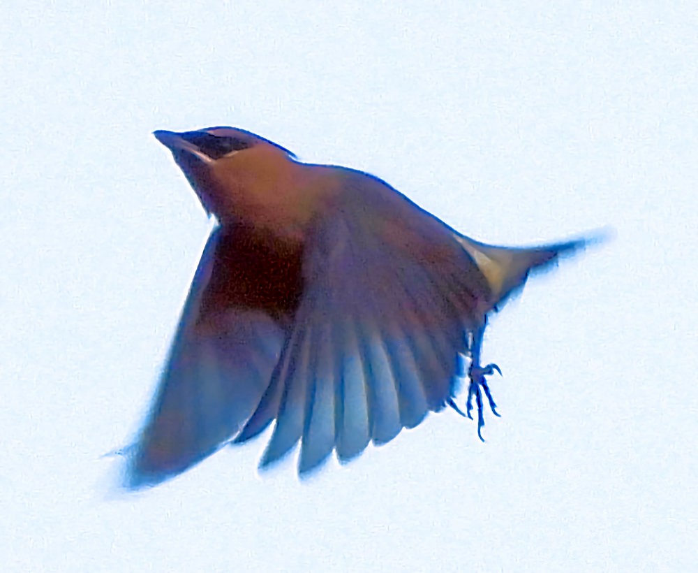 Cedar Waxwing - ML645843474