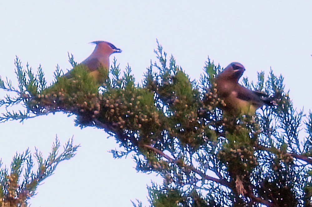 Cedar Waxwing - ML645843475
